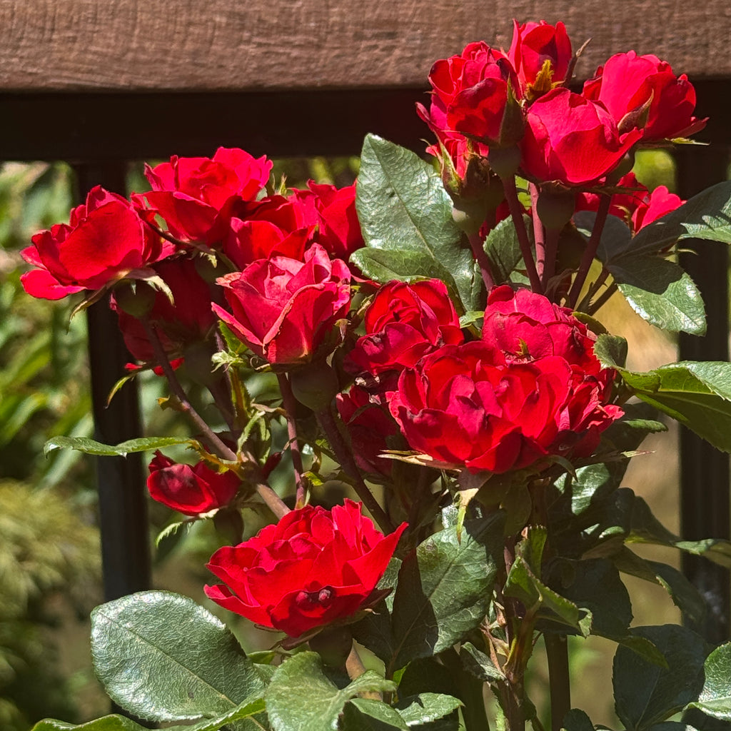 Standard Rose Zepeti - 3ft/90cm | 23cm Pot