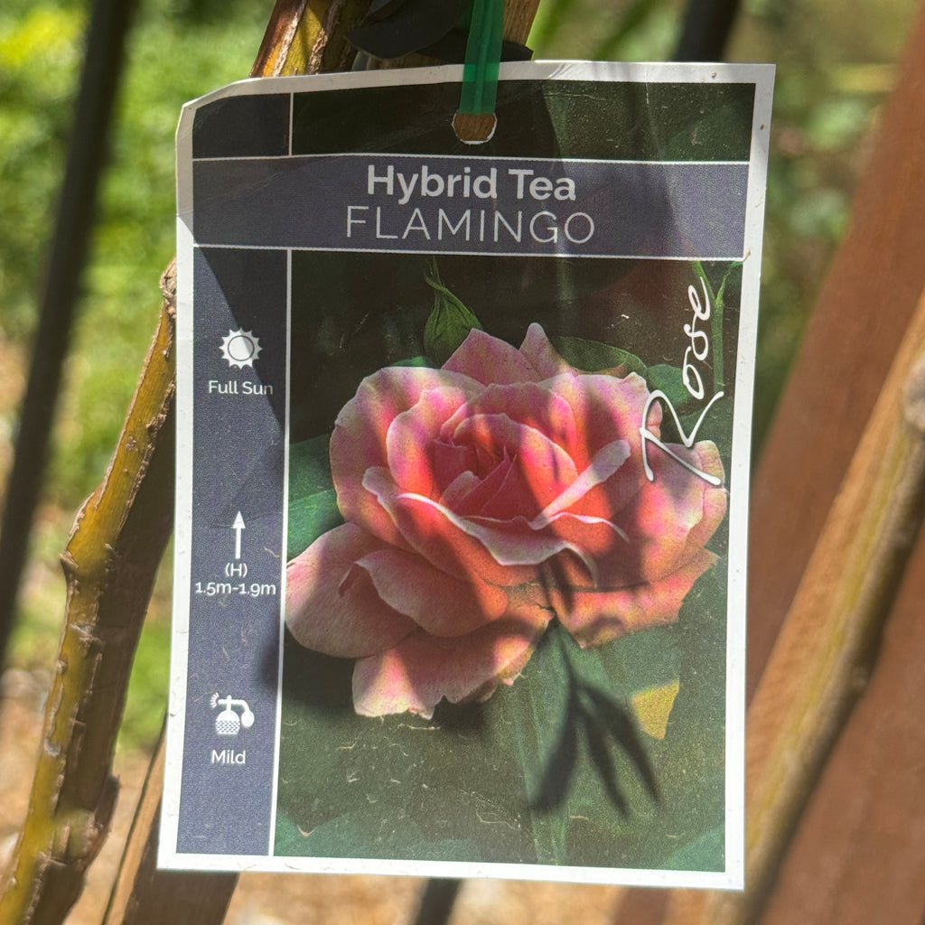 Standard Rose Flamingo - 90cm/3ft | 20cm Pot