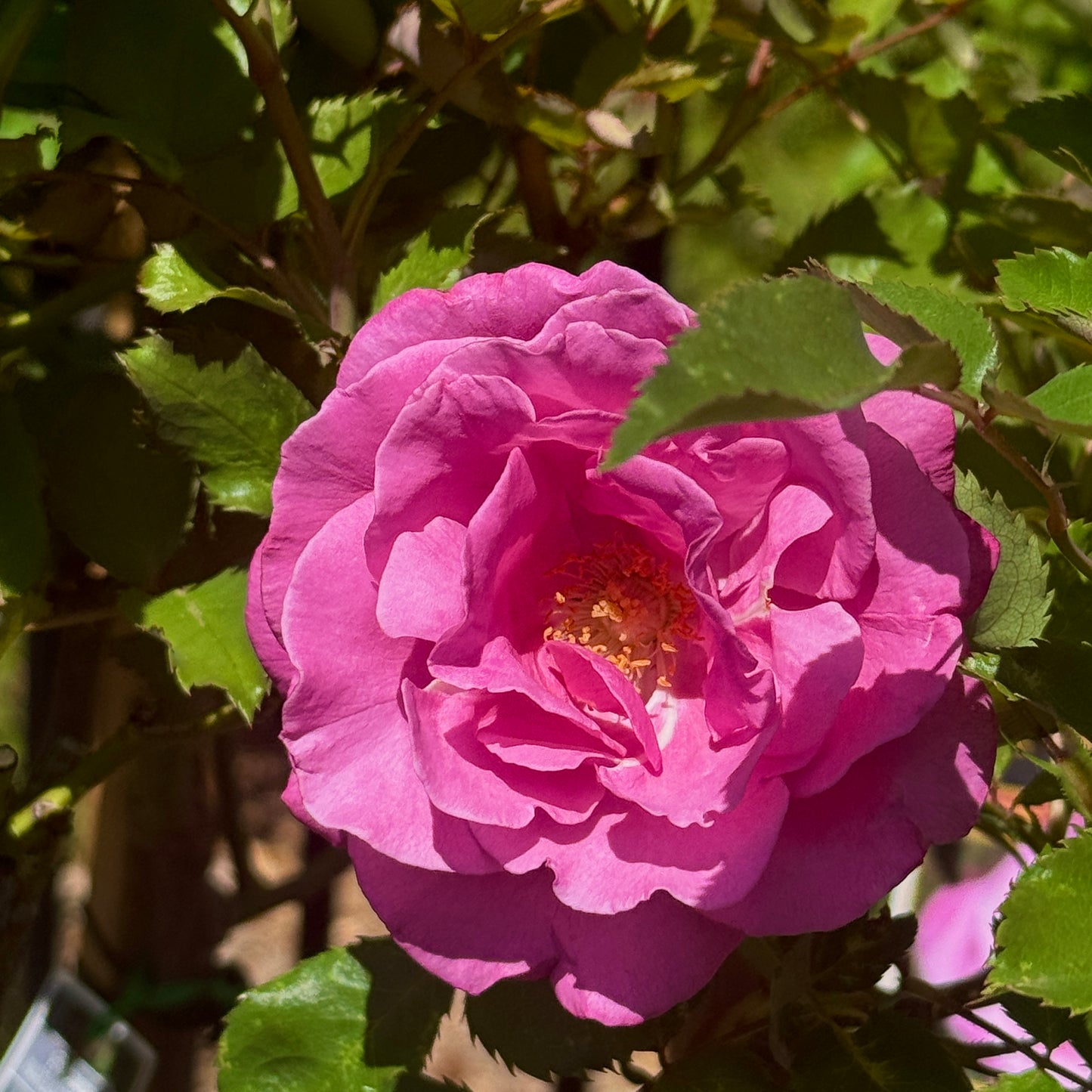 Standard Rose Fragrant Plum - 90cm/3ft | 20cm Pot