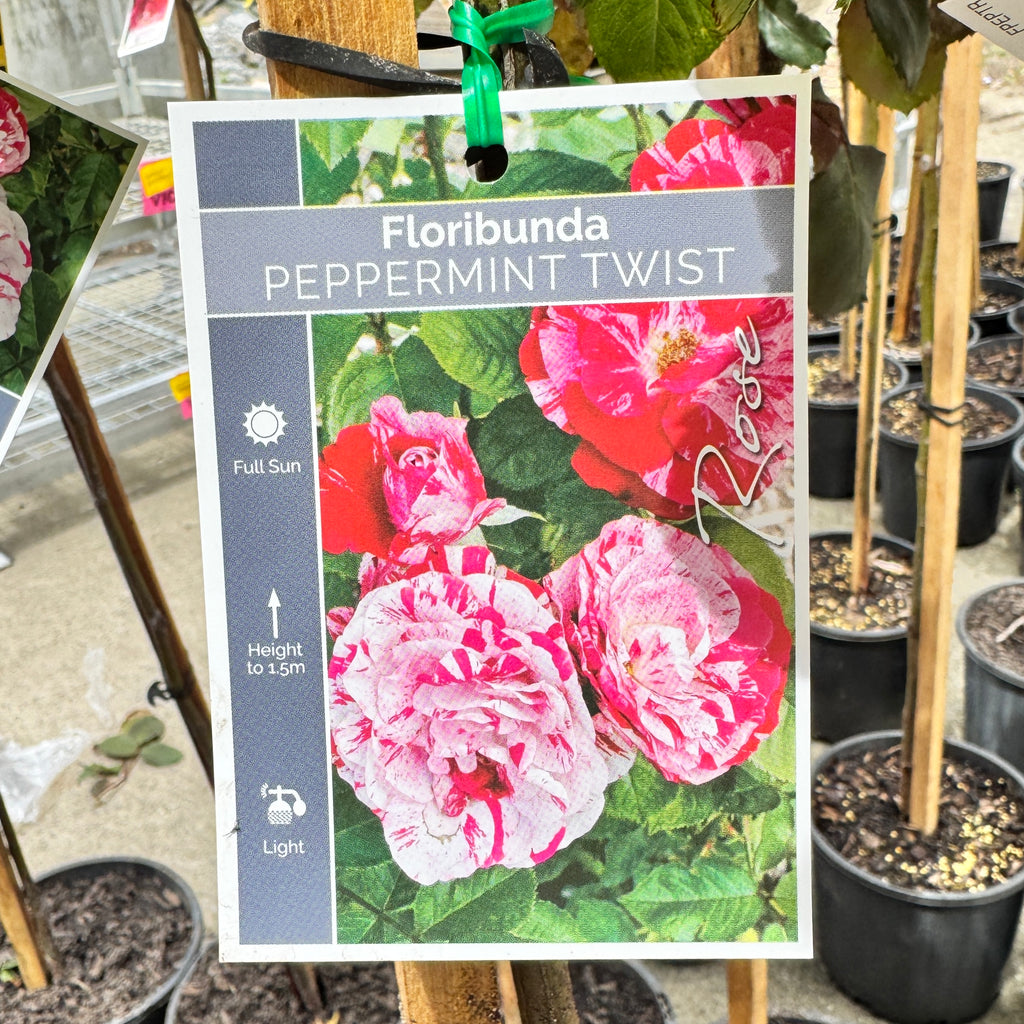 Standard Rose Peppermint Twist - 3ft/90cm | 20cm Pot