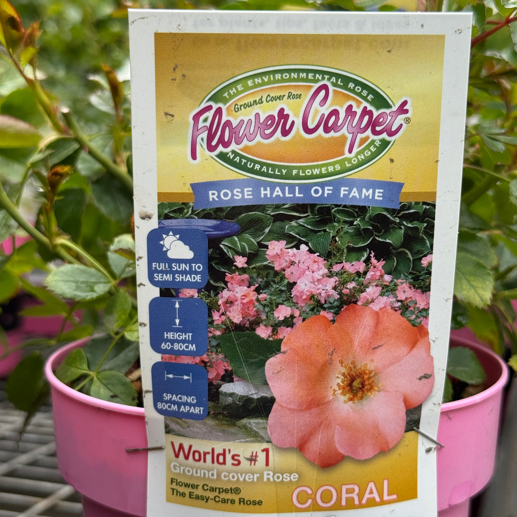 Flower Carpet Rose Coral - 14cm Pot