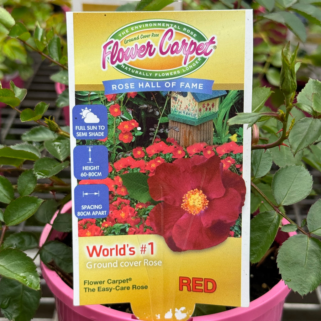 Flower Carpet Rose Red - 14cm Pot