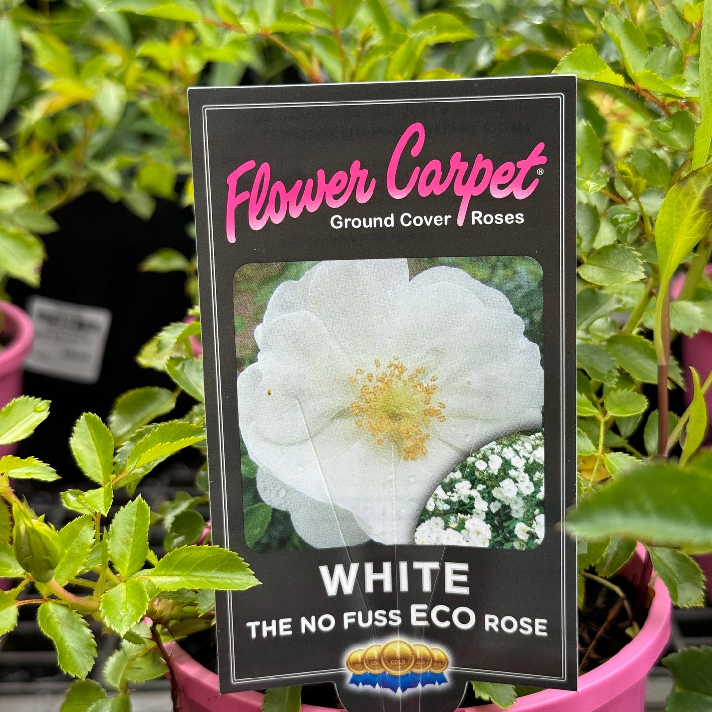 Flower Carpet Rose White - 14cm Pot