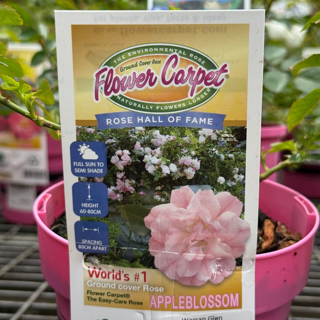 Flower Carpet Rose Appleblossom - 14cm Pot