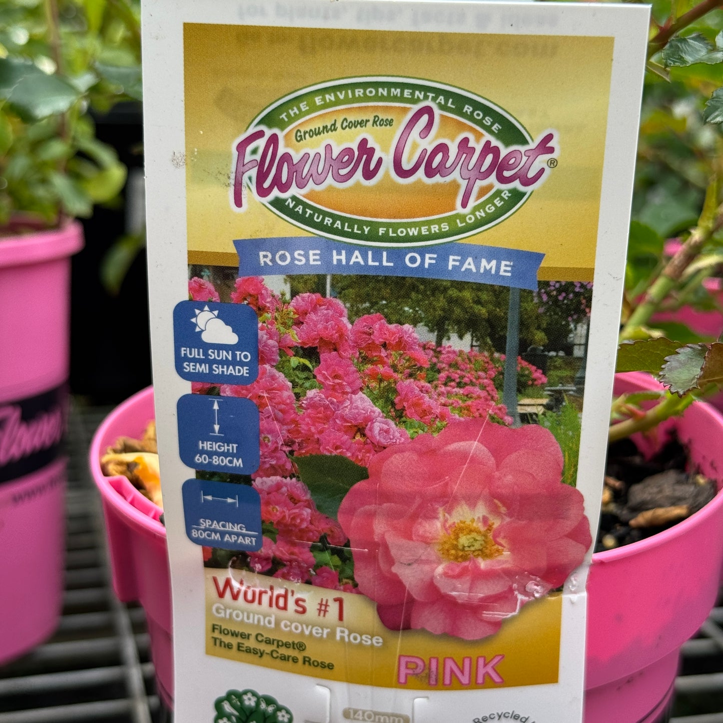 Flower Carpet Rose Pink - 14cm Pot