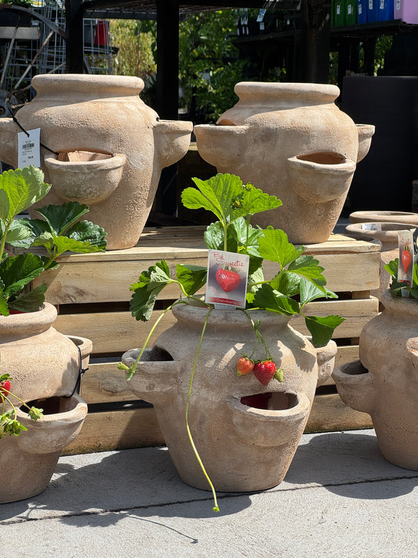 Herb Pot Three Cup 32x27cm