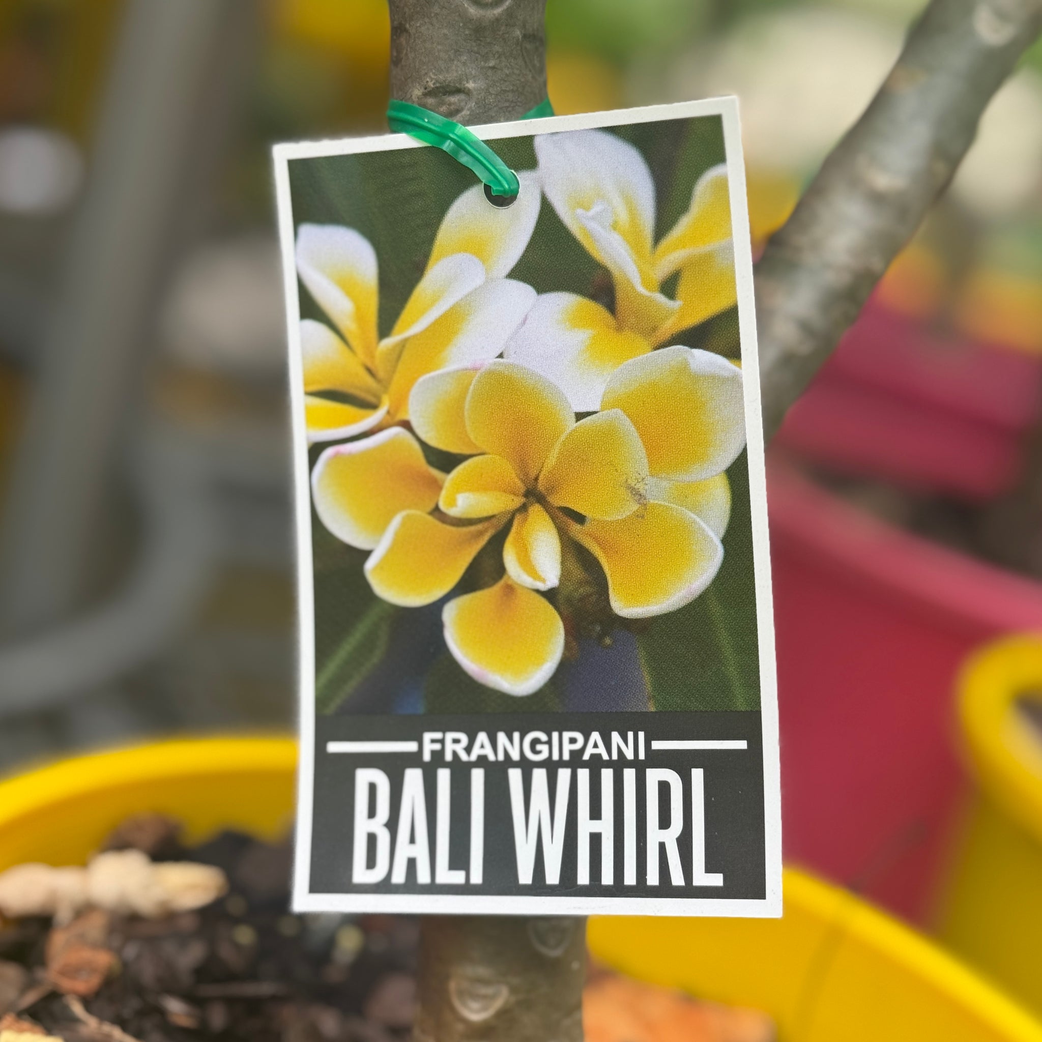Frangipani Bali Whirl - 20cm Pot