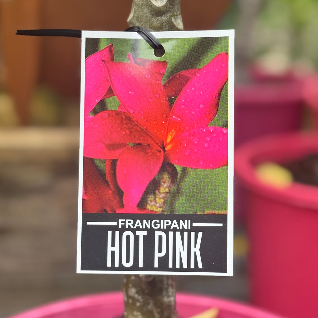 Frangipani Hot Pink - 20cm Pot