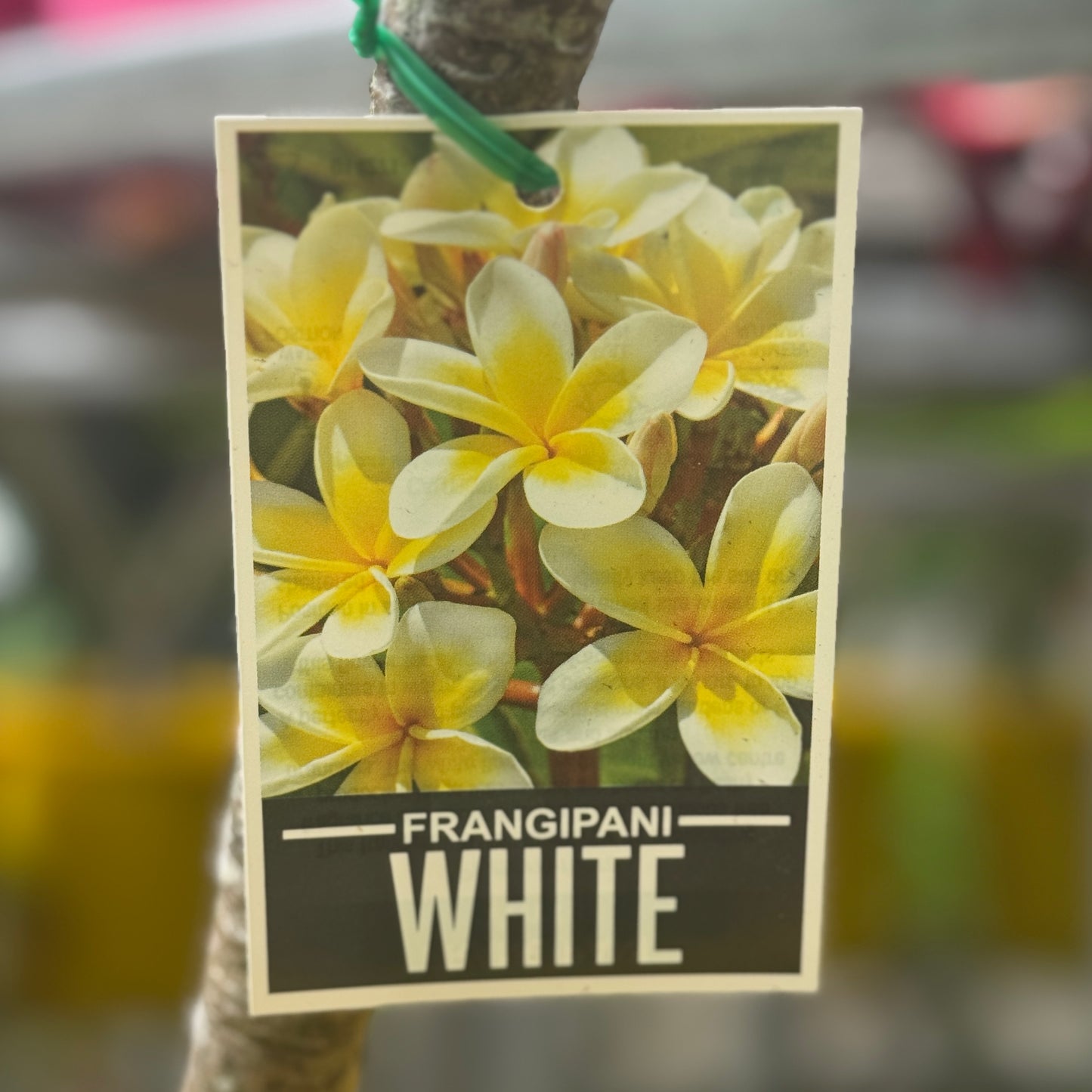 Frangipani White - 20cm Pot