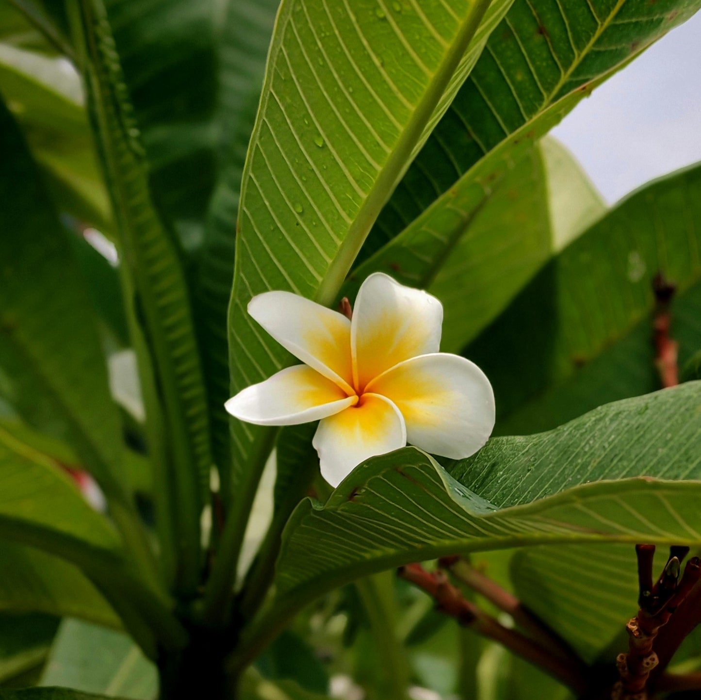 Frangipani White - 20cm Pot