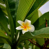 Frangipani White - 20cm Pot