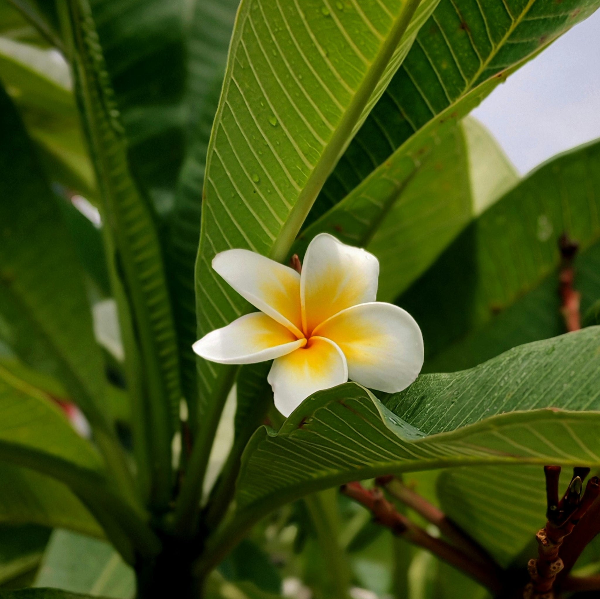 Frangipani White - 20cm Pot