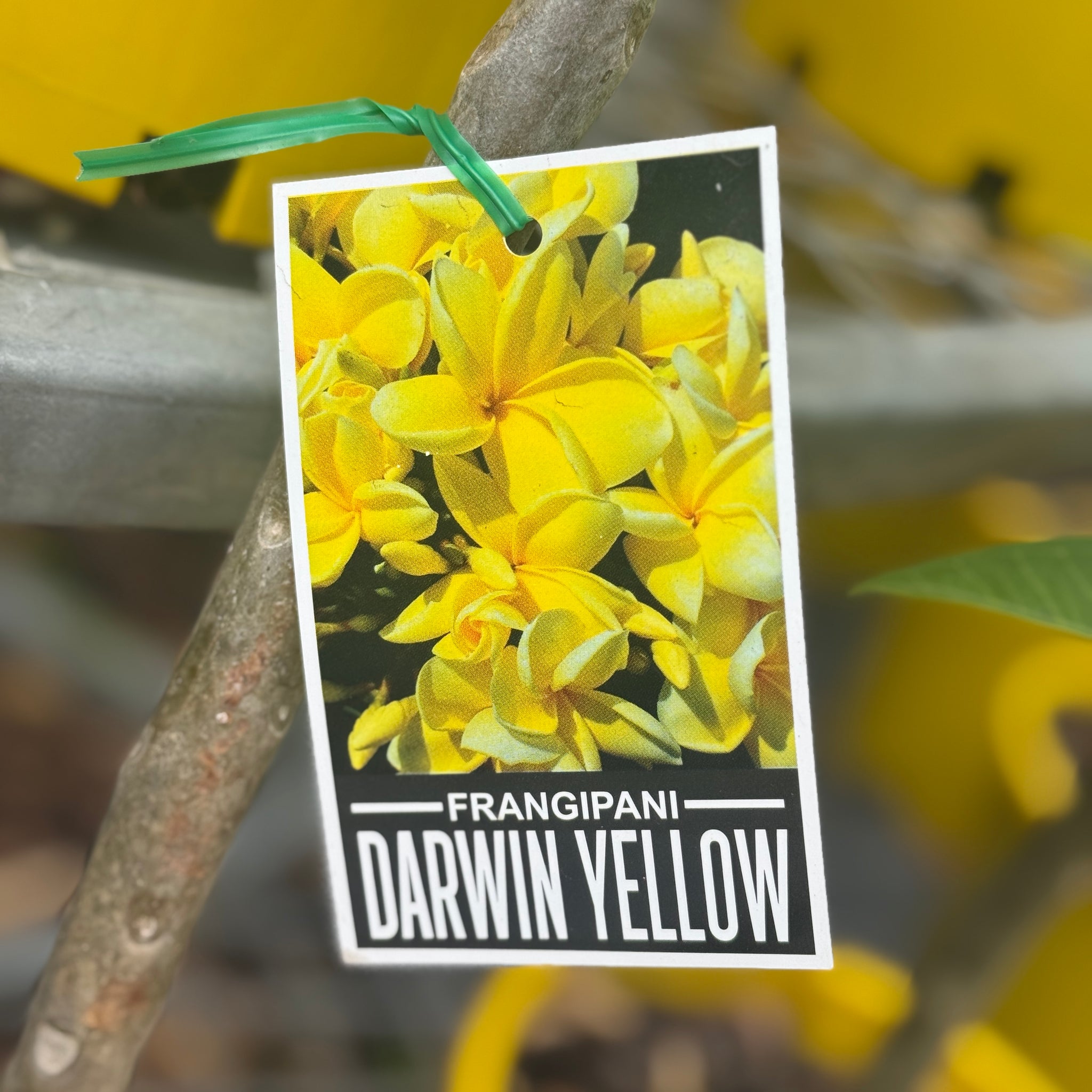 Frangipani Darwin Yellow - 20cm Pot