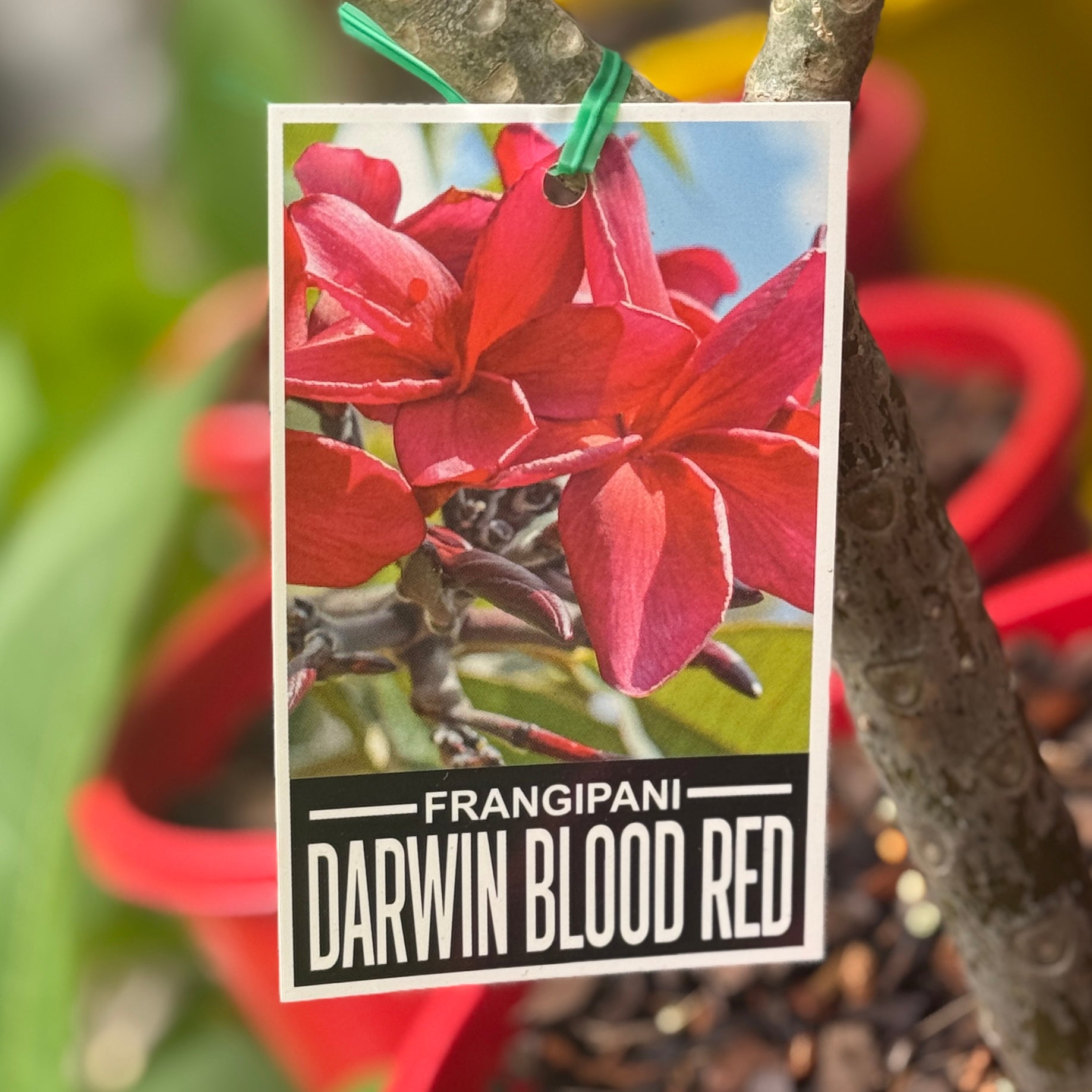 Frangipani Blood Red - 20cm Pot