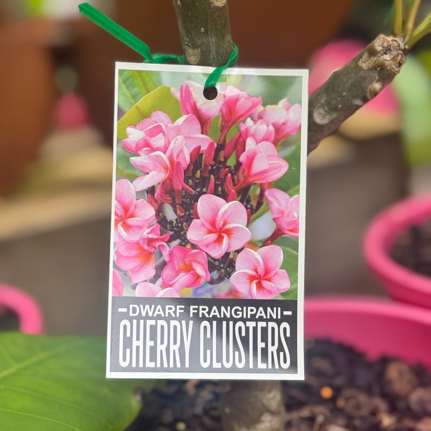 Frangipani Cherry Clusters - 20cm Pot