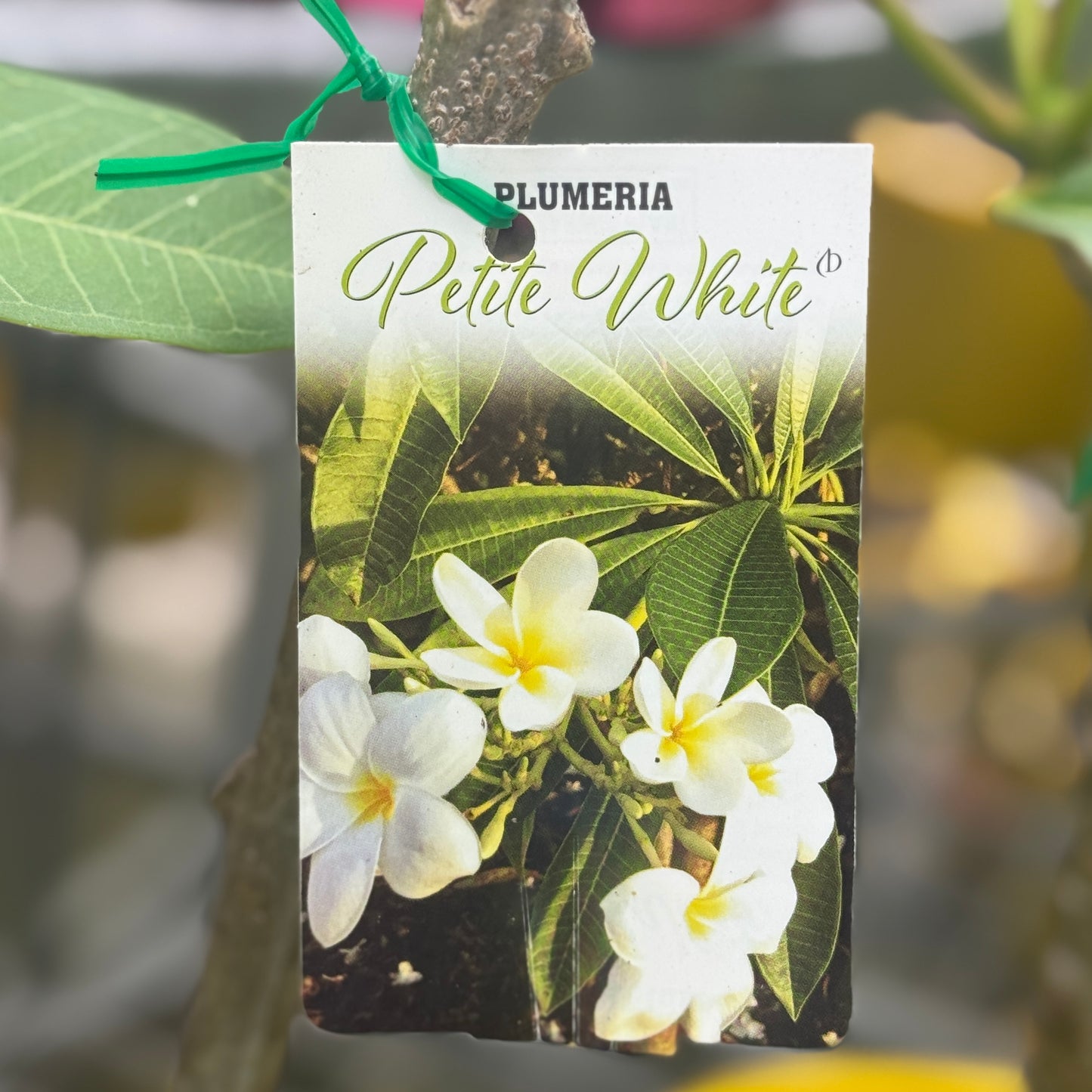 Frangipani Dwarf Petite White - 20cm Pot
