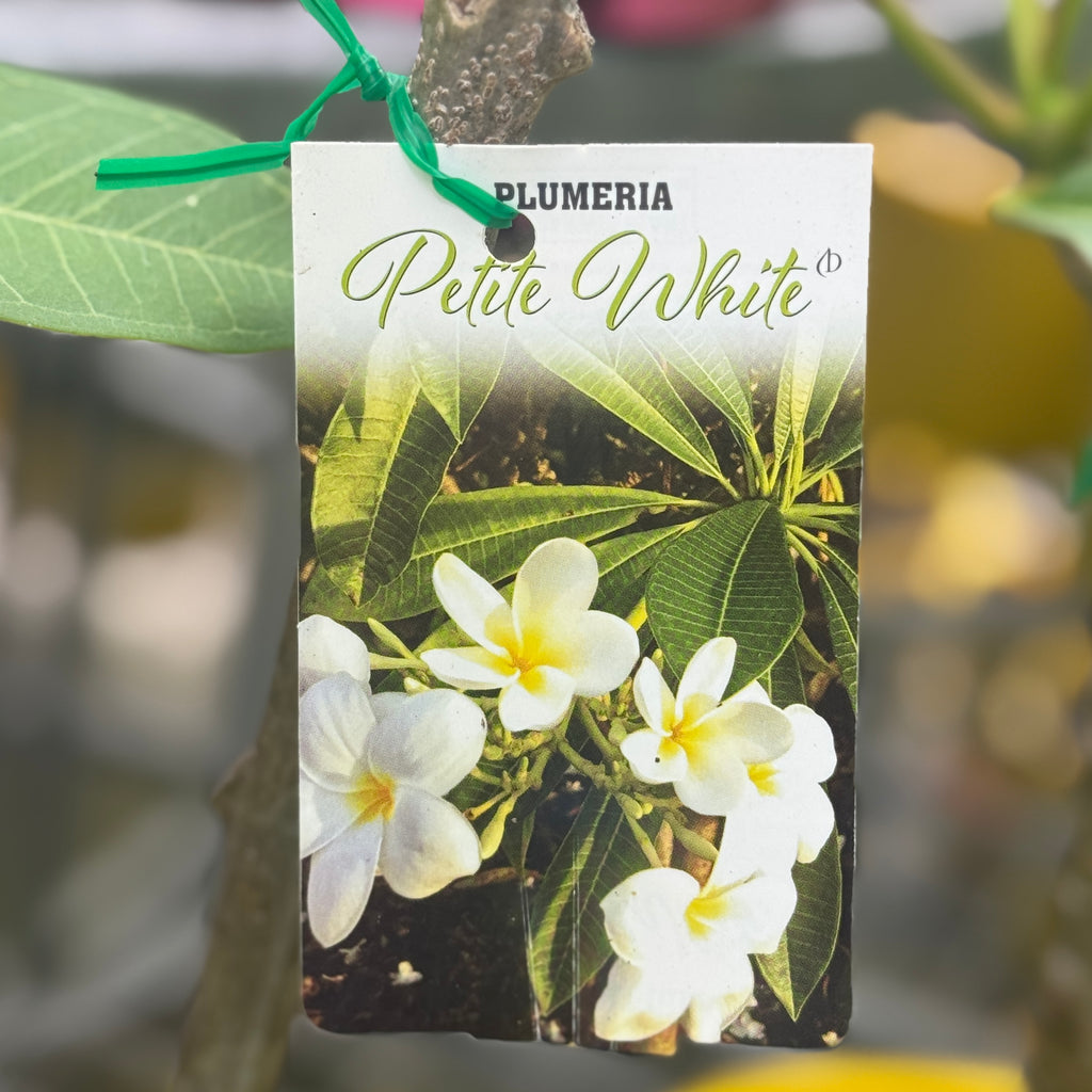 Frangipani Dwarf Petite White - 20cm Pot