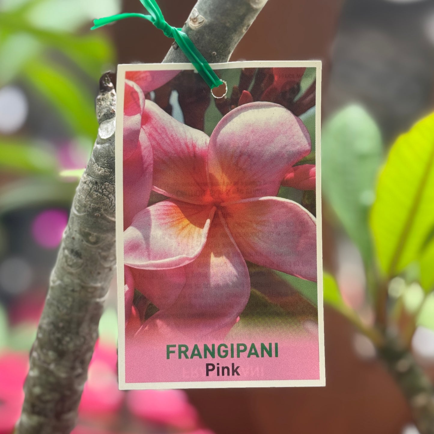 Frangipani Pink - 20cm Pot