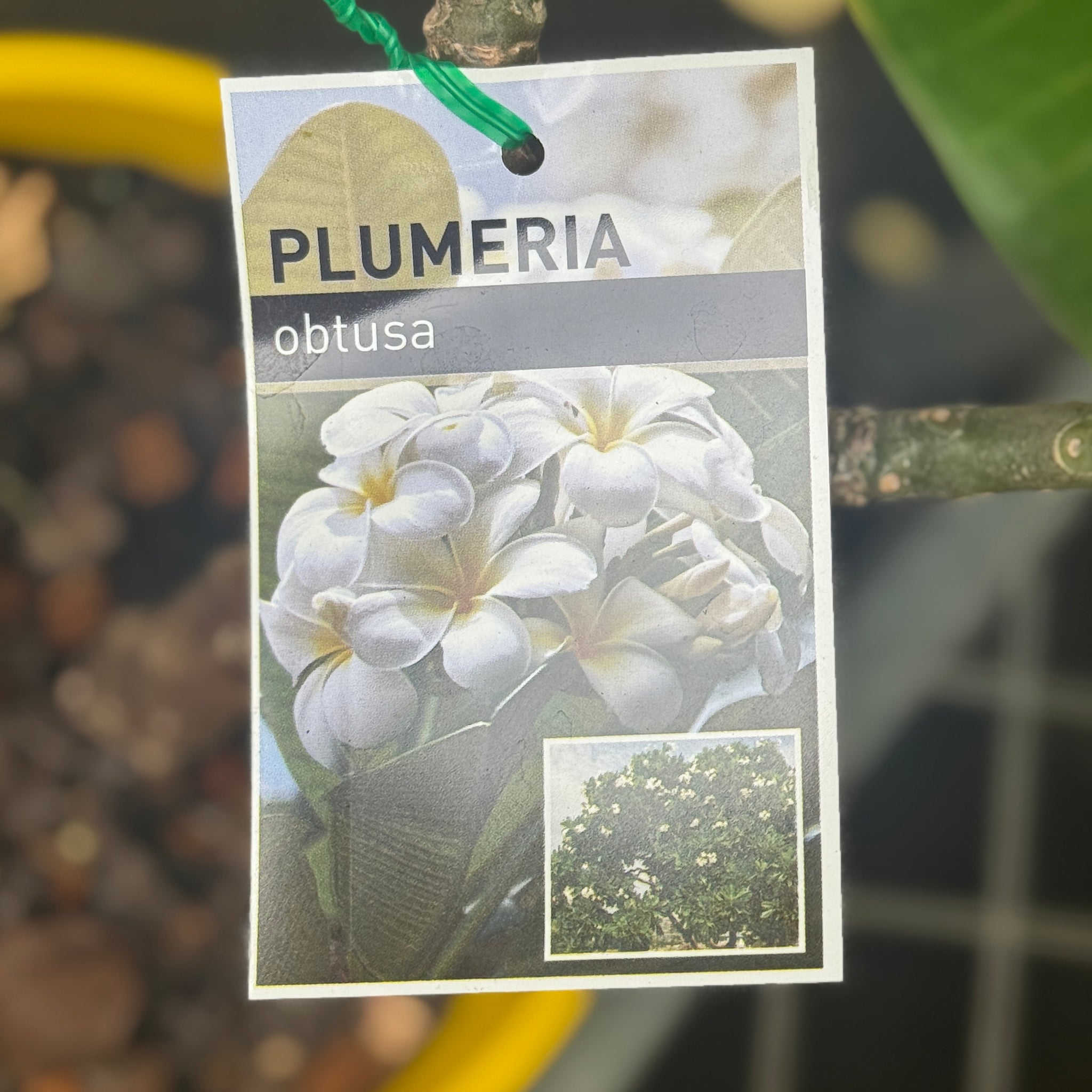 Frangipani Singapore White - 20cm Pot