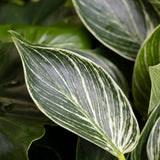 Philodendron Birkin - 9cm Pot