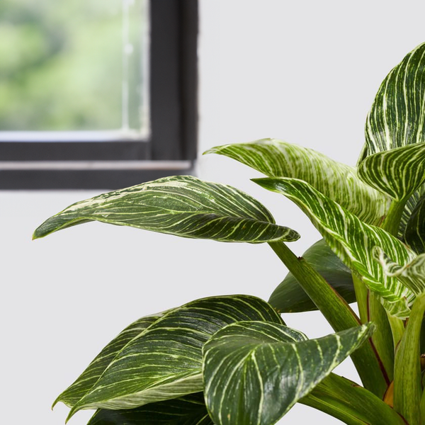 Philodendron Birkin - 9cm Pot