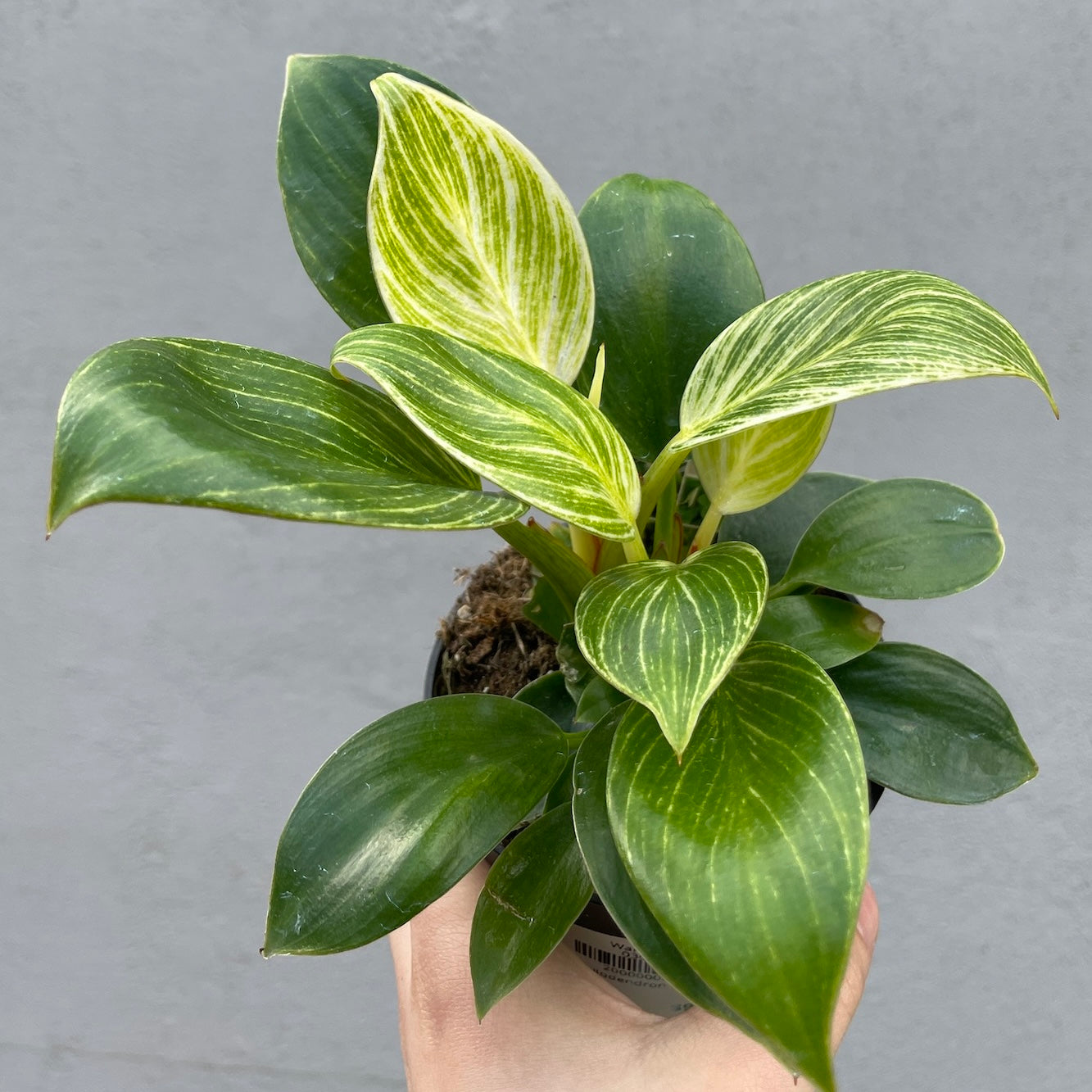 Philodendron Birkin - 9cm Pot