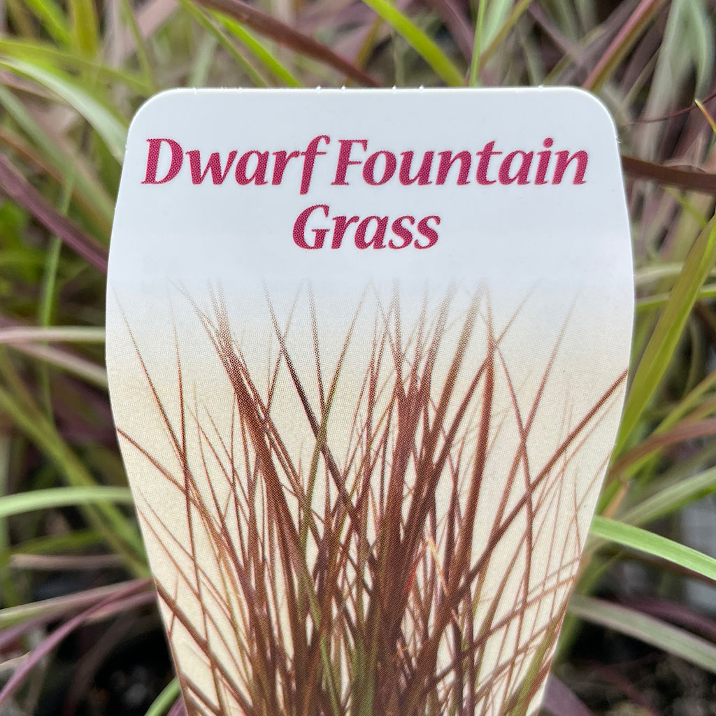 Pennisetum Purple Fountain Grass Dwarf - 14cm Pot
