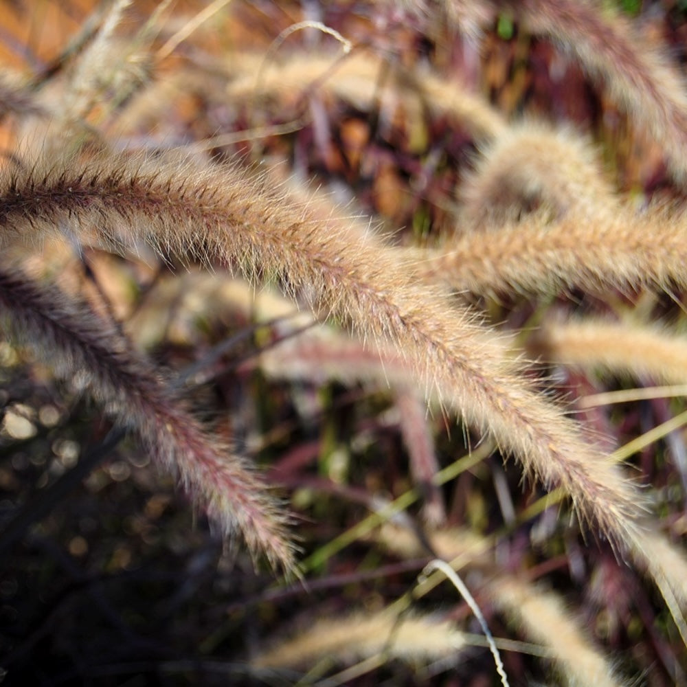 Pennisetum Purple Fountain Grass - 14cm Pot