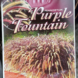 Pennisetum Purple Fountain Grass - 14cm Pot