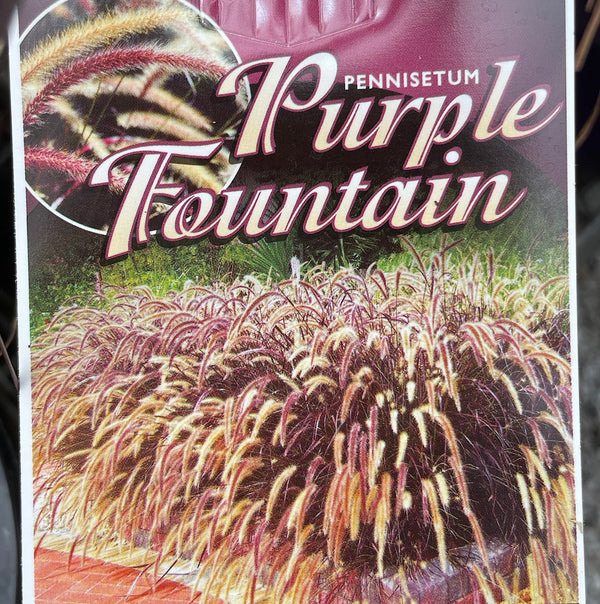 Pennisetum Purple Fountain Grass - 14cm Pot