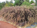 Pennisetum Purple Fountain Grass - 14cm Pot