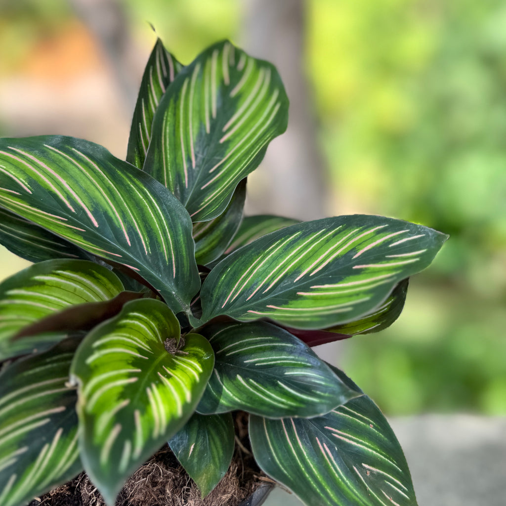Calathea Beauty Star - 9cm Pot