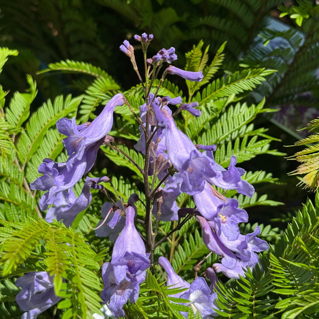 Jacaranda Bonsai Blue - 25cm Pot