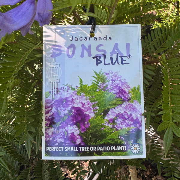 Jacaranda Bonsai Blue - 25cm Pot