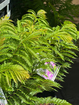 Jacaranda Bonsai Blue - 25cm Pot
