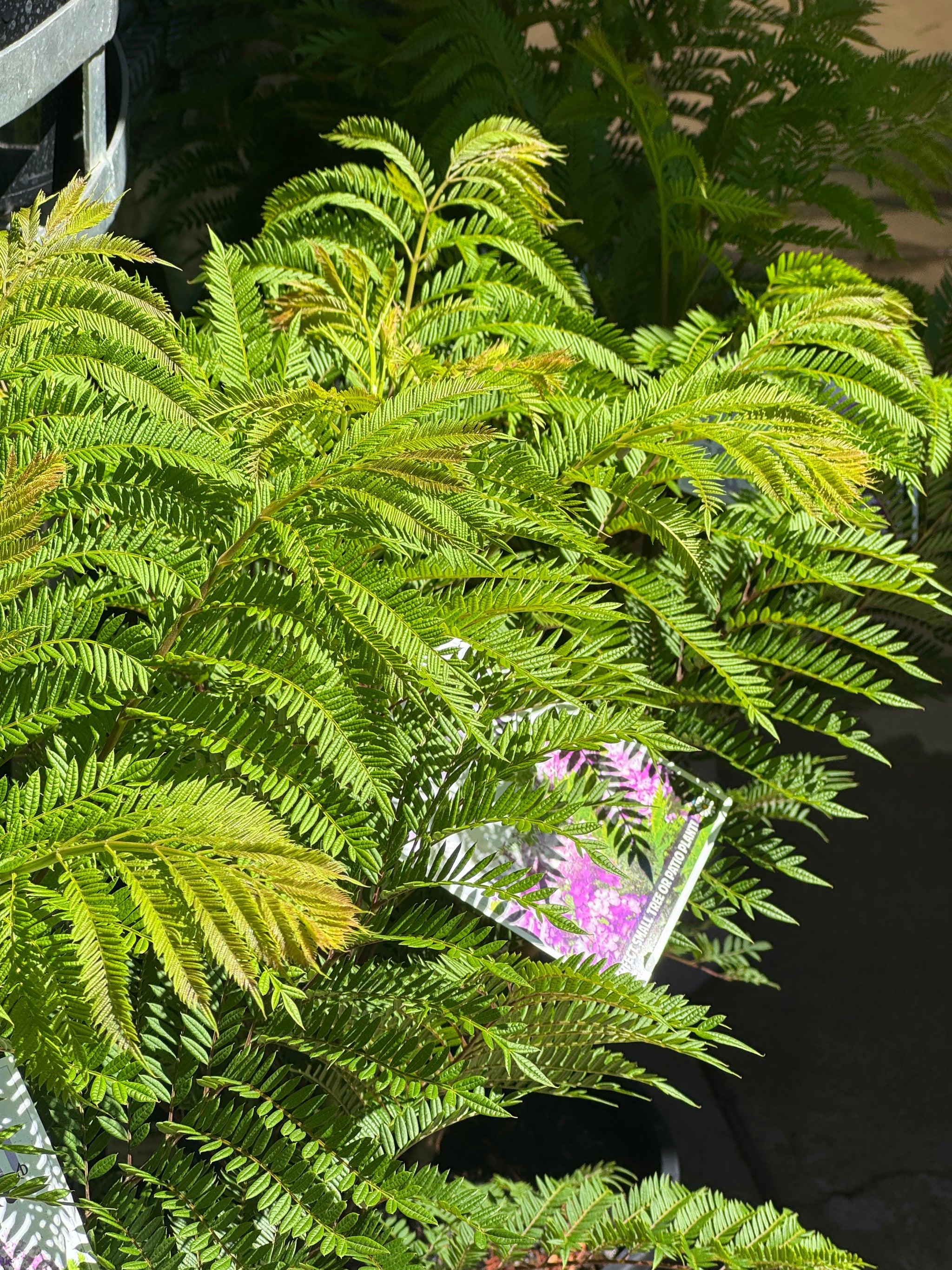 Jacaranda Bonsai Blue - 25cm Pot