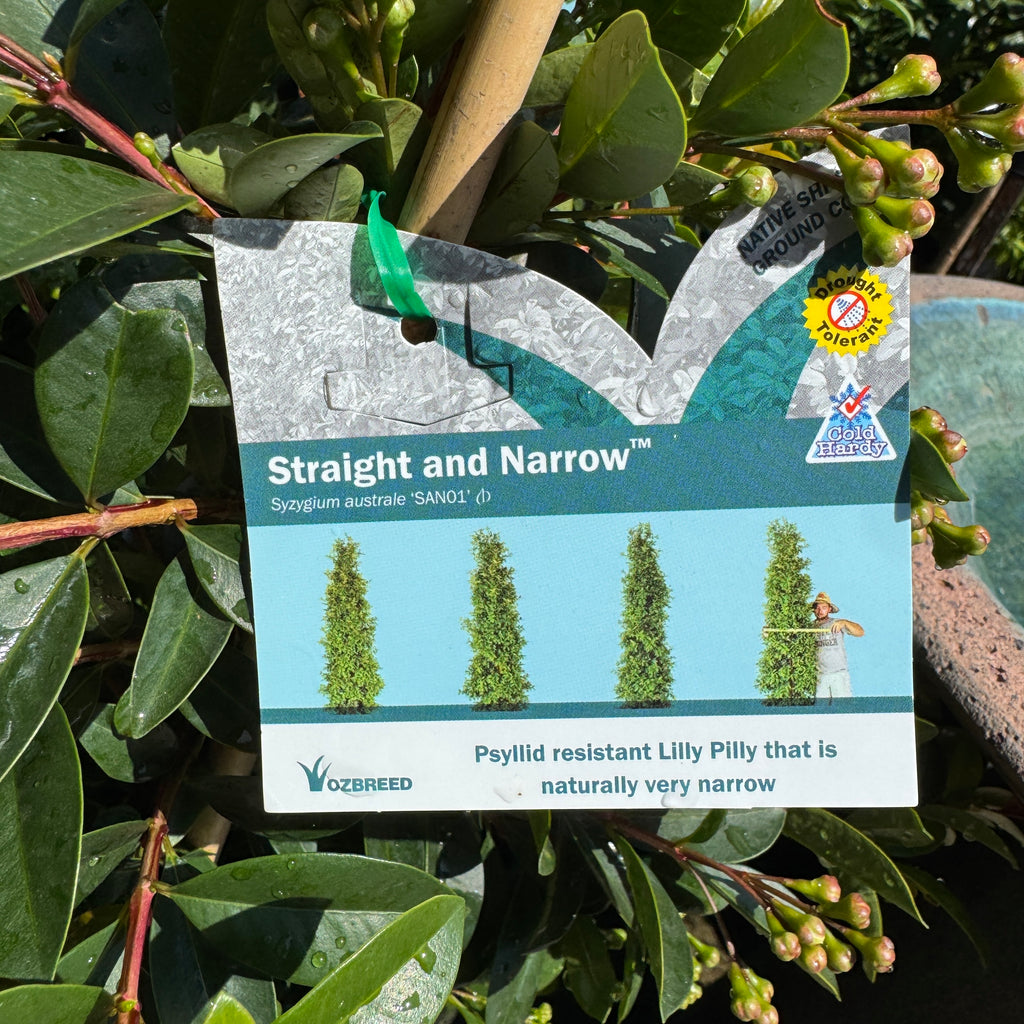 Syzygium Straight and Narrow - 20cm Pot