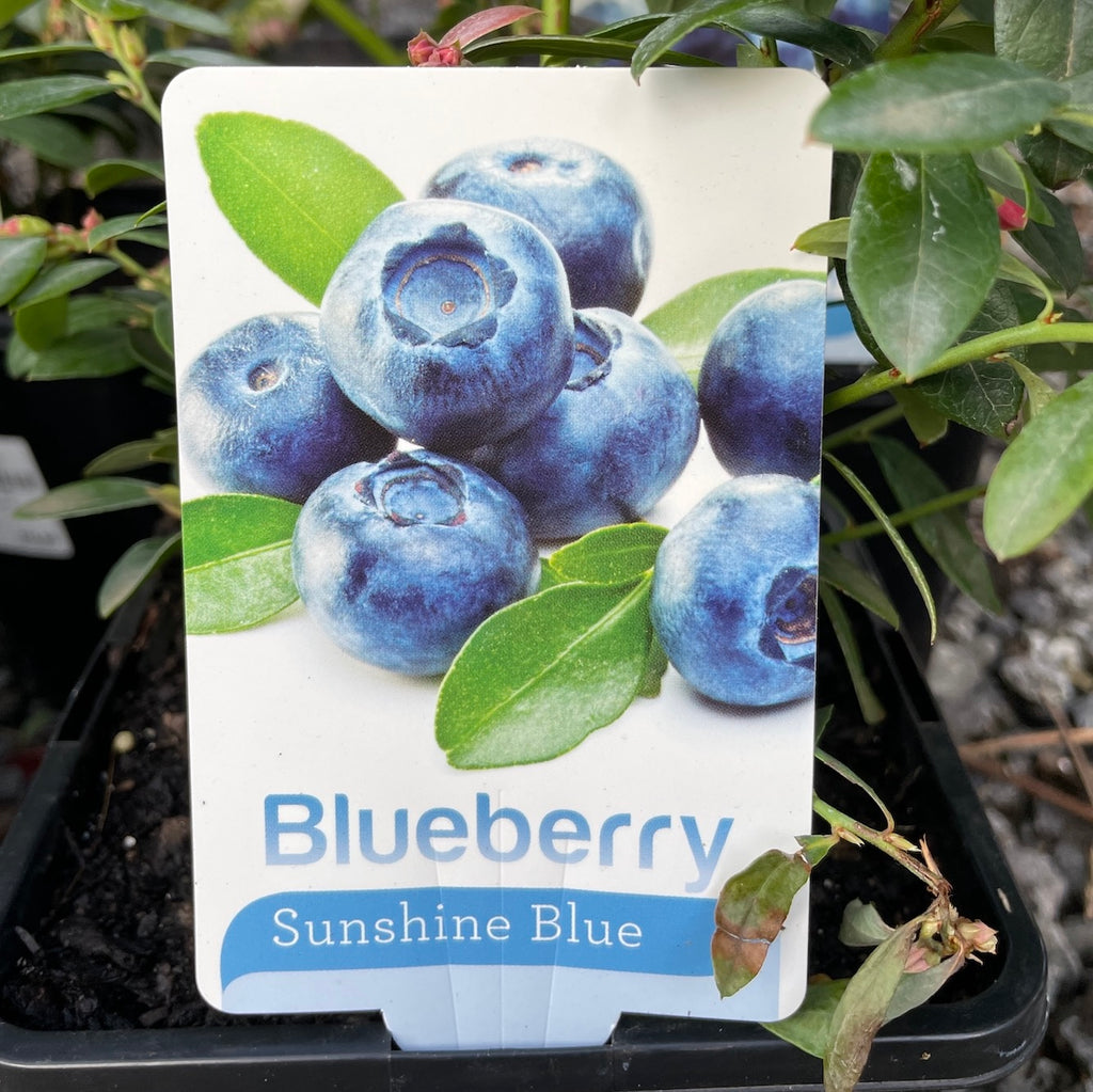 Blueberry Sunshine Blue - 14cm Pot