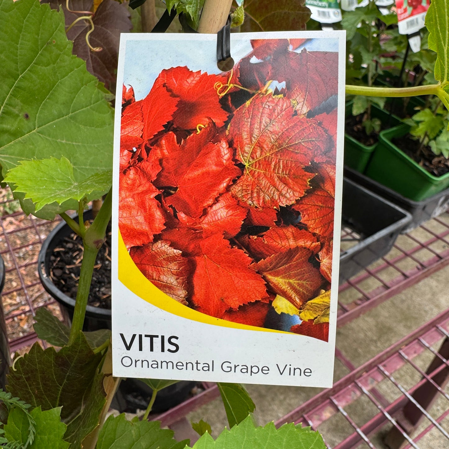 Vitis Ornamental Grape - 20cm Pot