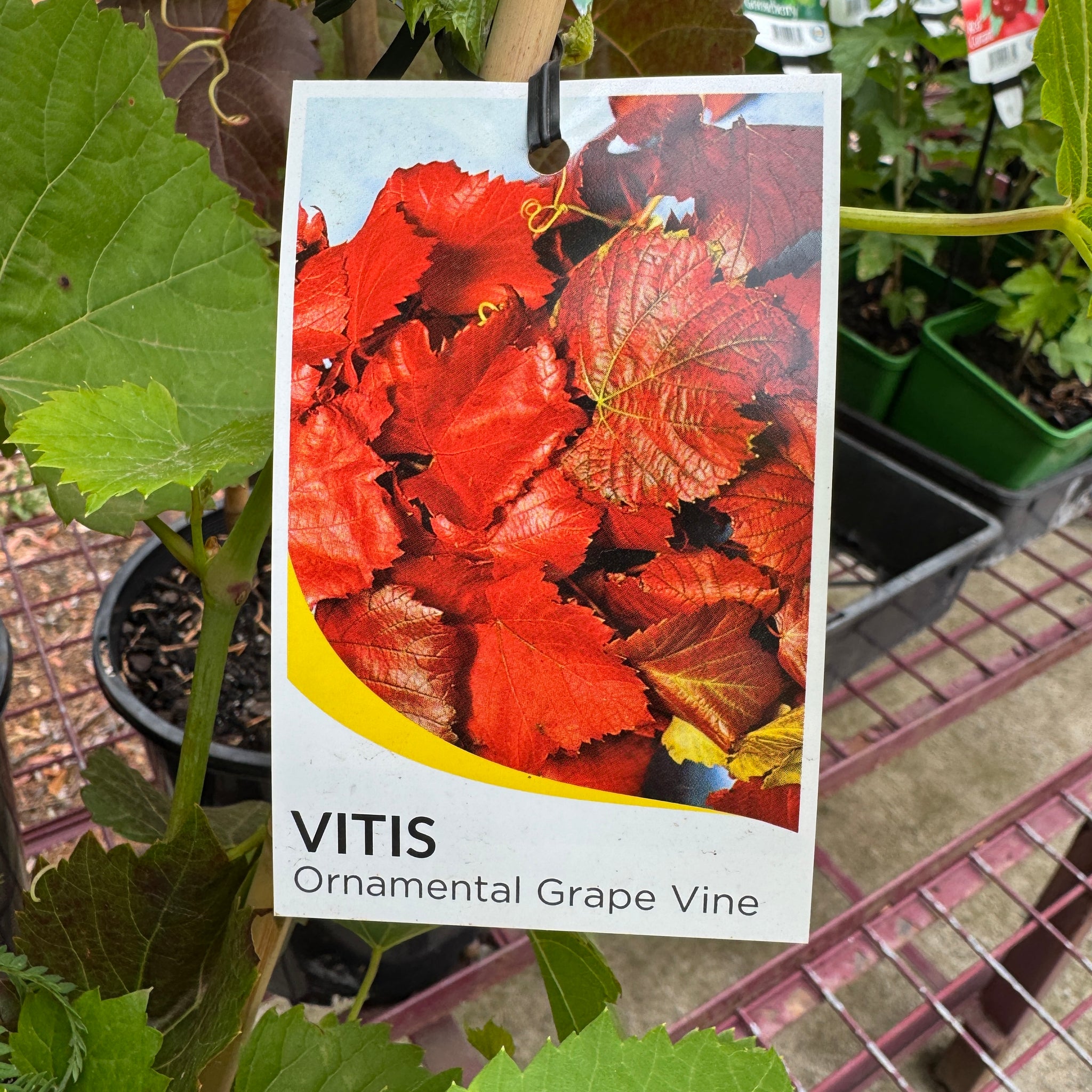 Vitis Ornamental Grape - 20cm Pot