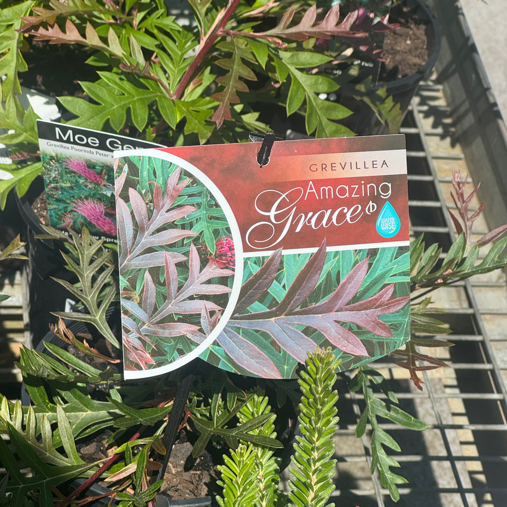 Grevillea Amazing Grace - 14cm Pot