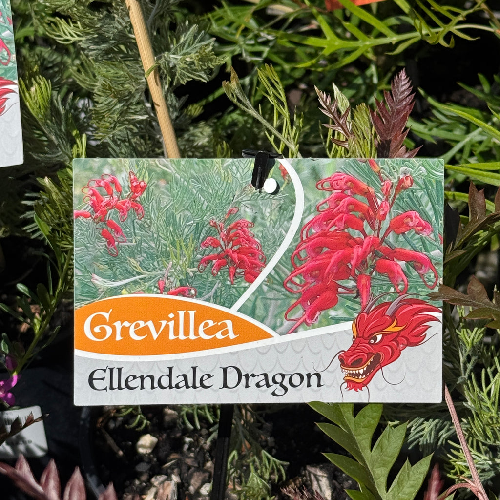 Grevillea Ellendale Dragon - 14cm Pot