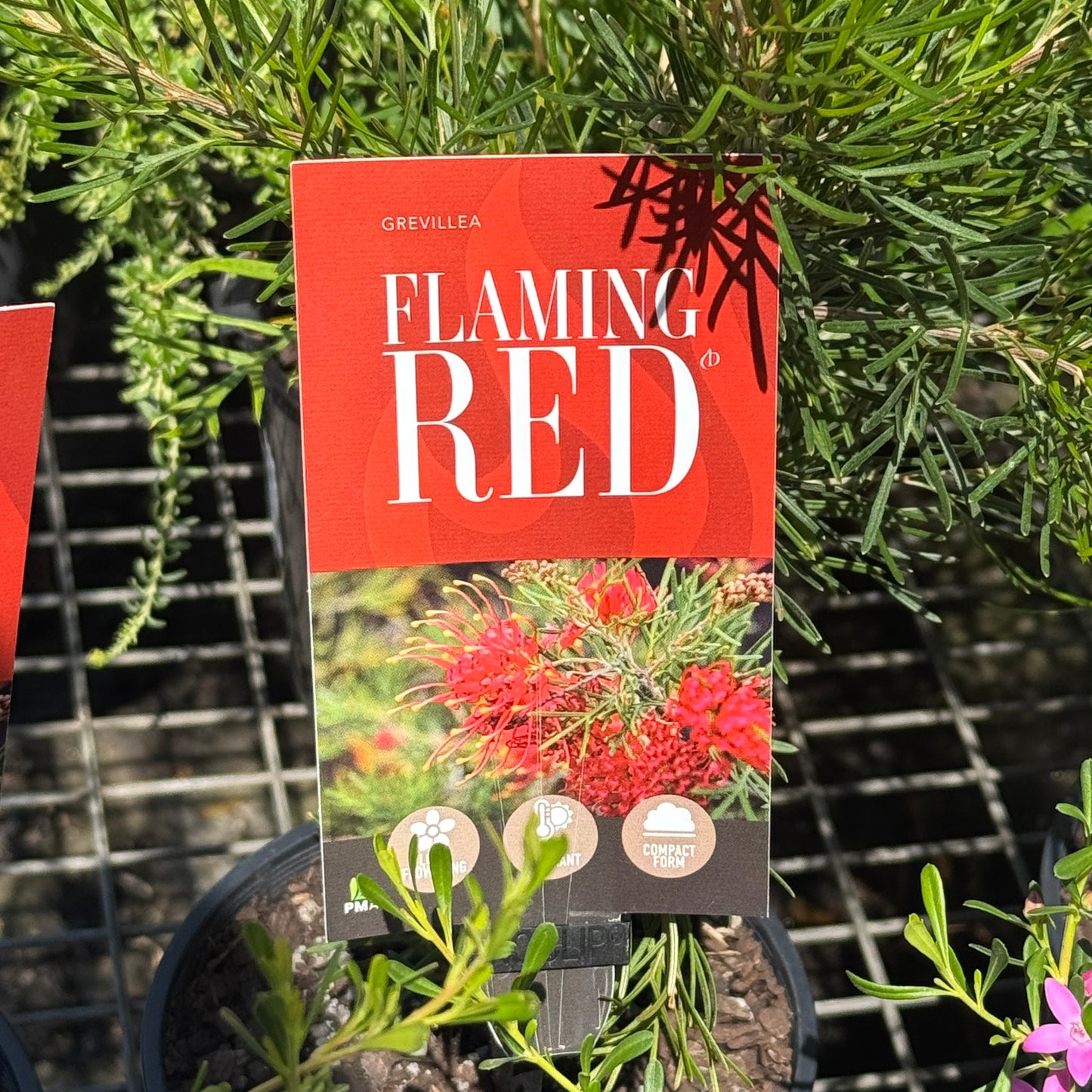 Grevillea Flaming Red - 14cm Pot