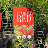Grevillea Flaming Red - 14cm Pot