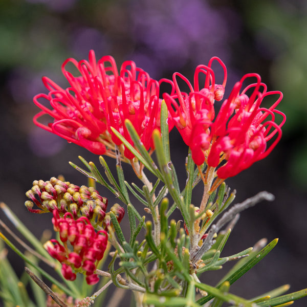 Grevillea Flaming Red - 14cm Pot