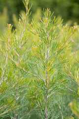 Grevillea Flaming Red - 14cm Pot