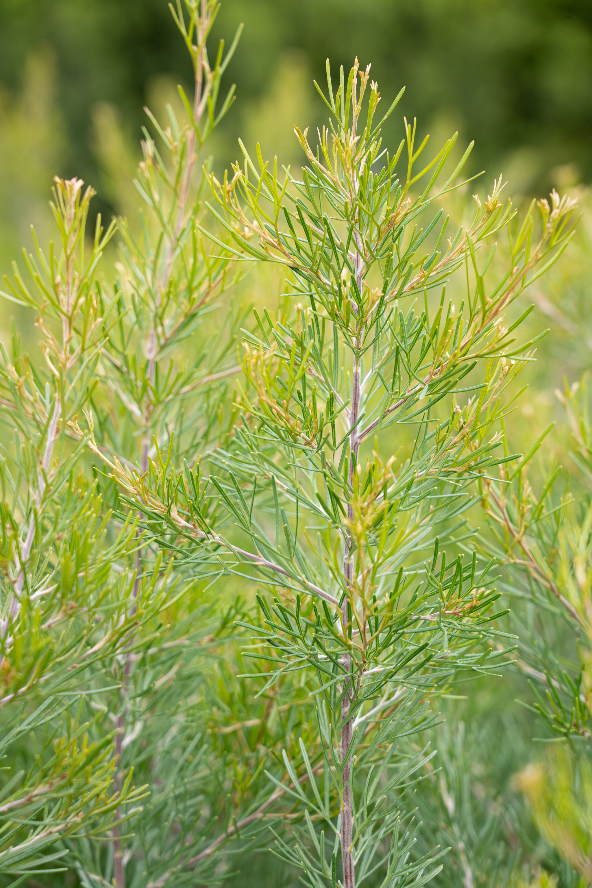 Grevillea Flaming Red - 14cm Pot