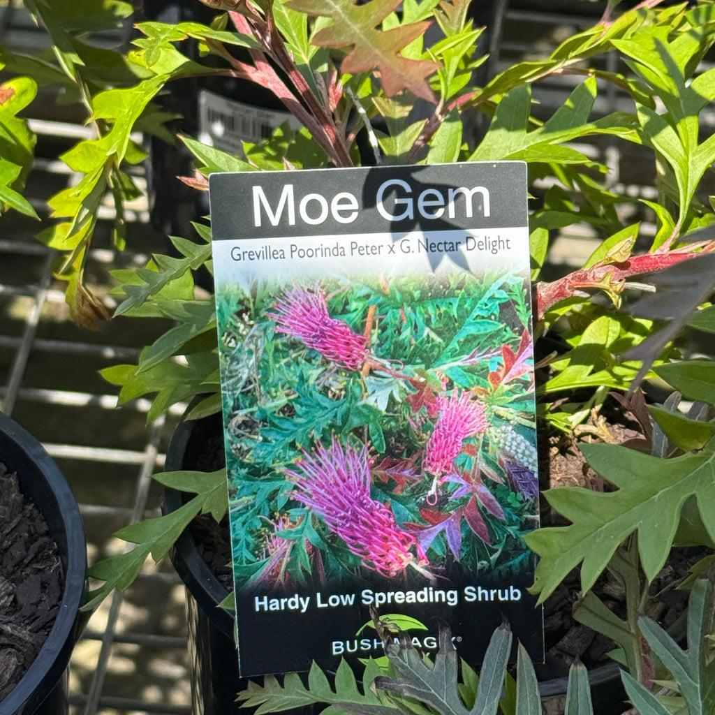 Grevillea Moe Gem - 14cm Pot