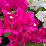 Bougainvillea Bambino Jazzi - 14cm Pot
