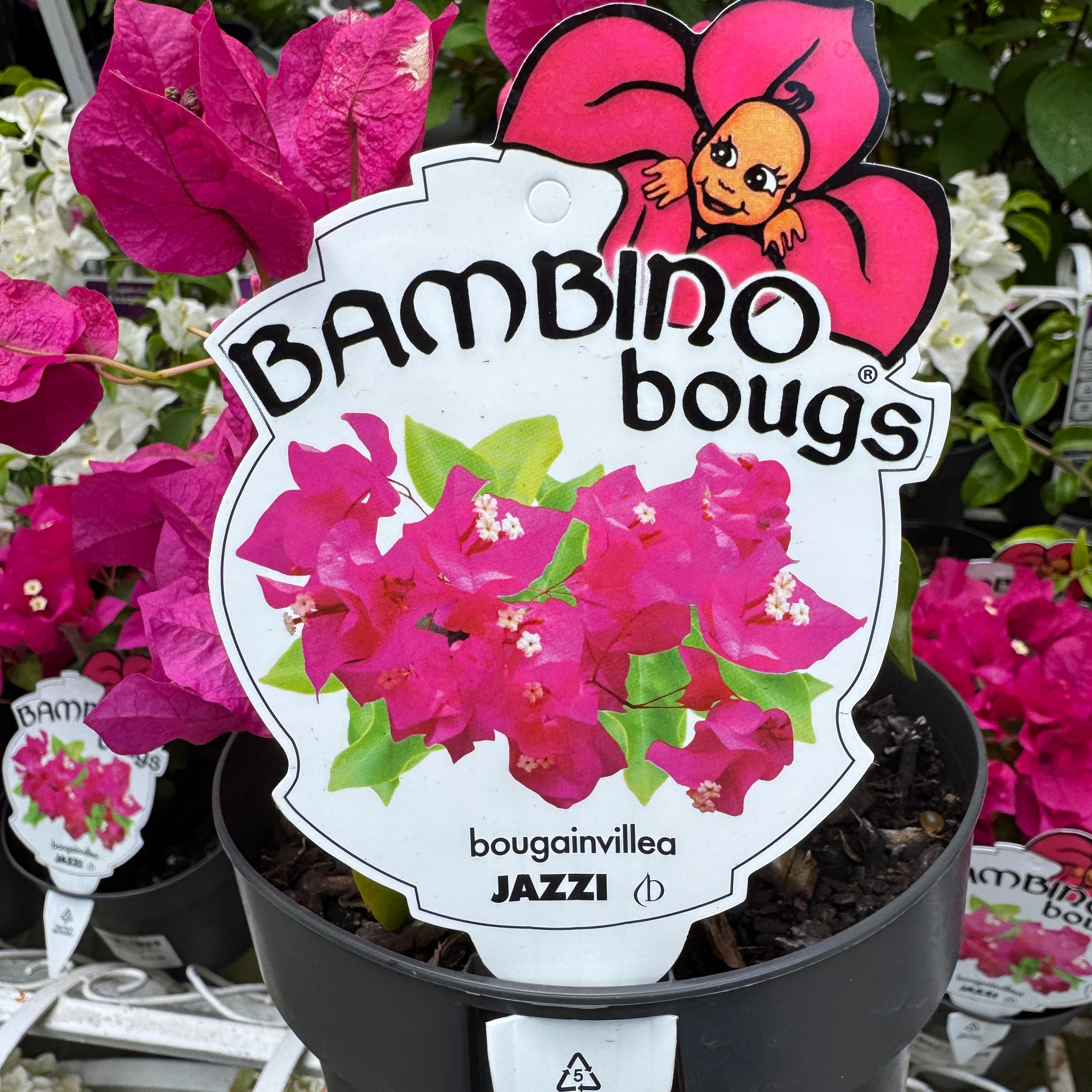 Bougainvillea Bambino Jazzi - 14cm Pot